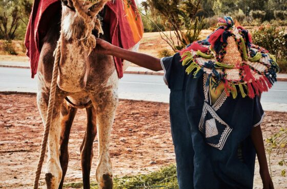 Habibi (Boys-only) Allround Morocco tour 12-Days